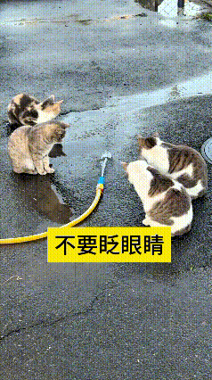 哎呀妈呀老铁，可太有意思了！一帮小猫围着水管看热闹，一个个瞪着眼不敢眨眼，好奇得