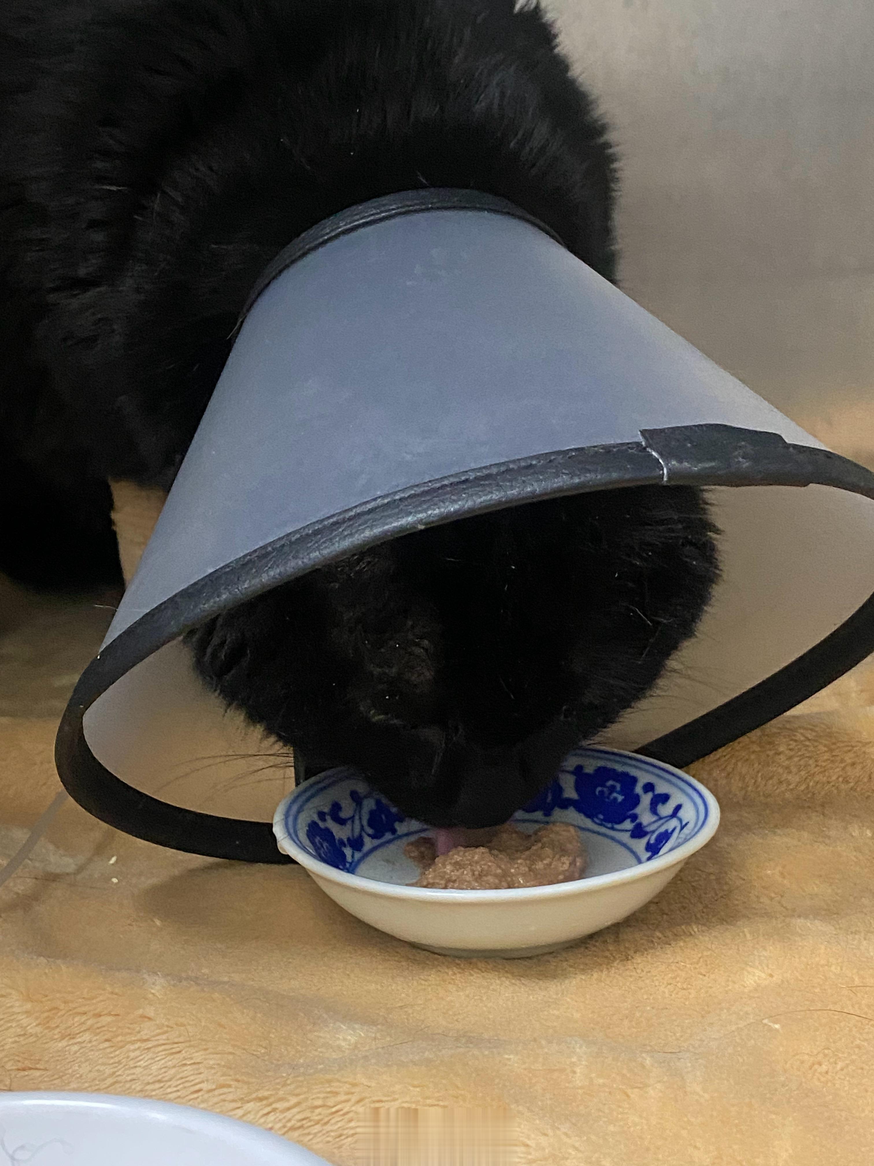 猪宝术后第二天刚才给她带来了AD术后罐头，她主动进食了两次[抱一抱]精神看起来也