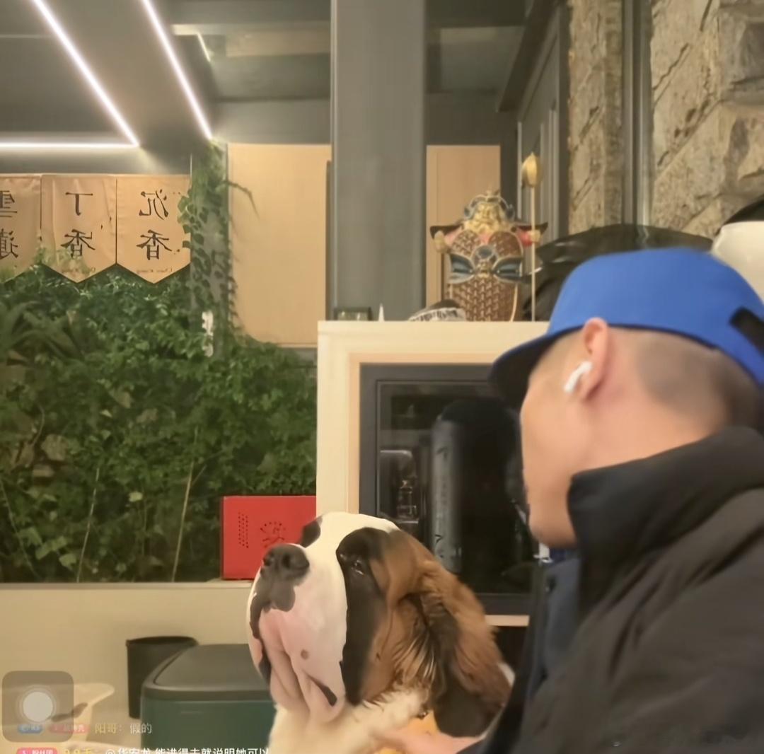 大冰被狗拖走 大冰这狗是圣伯纳吧？真的好大一只啊，跟小牛犊一样[傻眼]这种大型犬