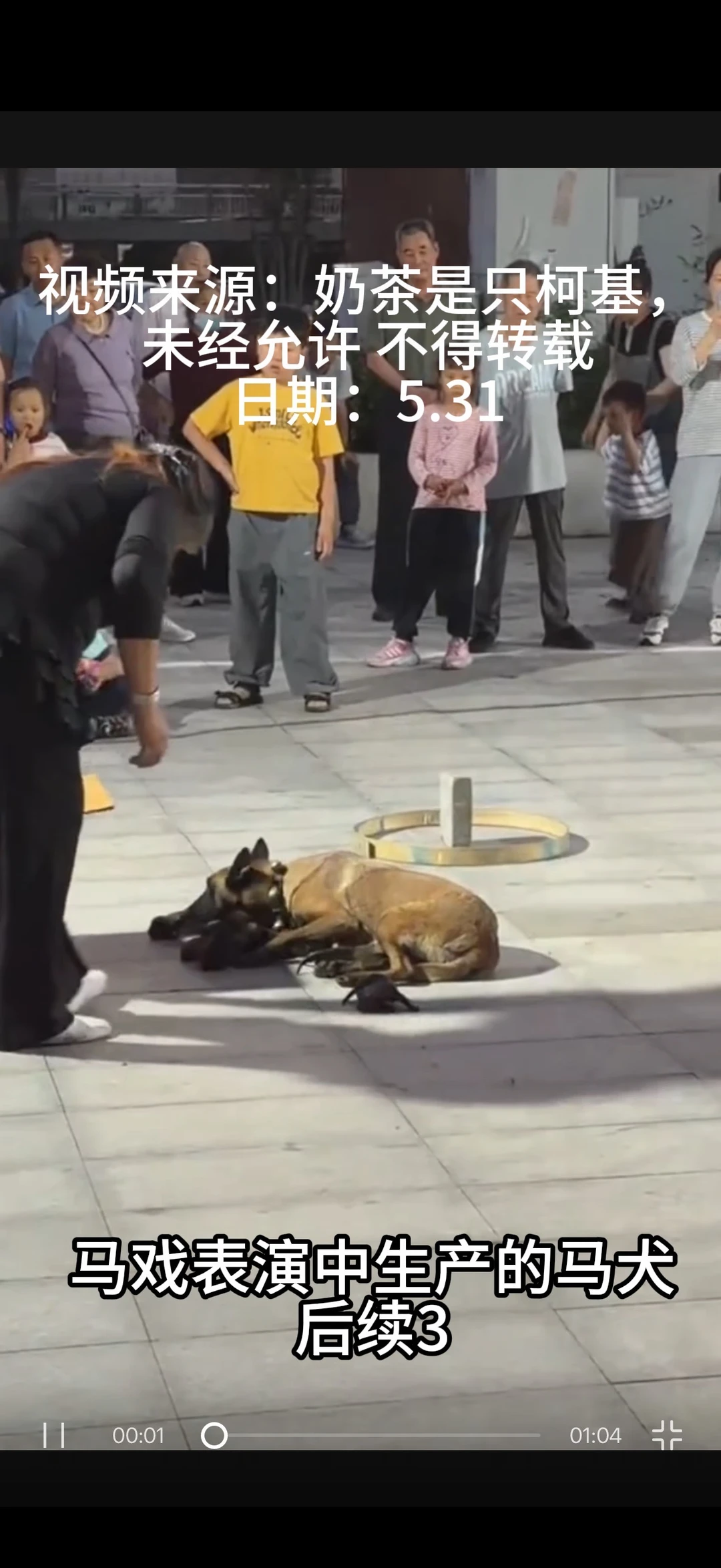 马戏表演中生产的马犬安安的孩子开放领养