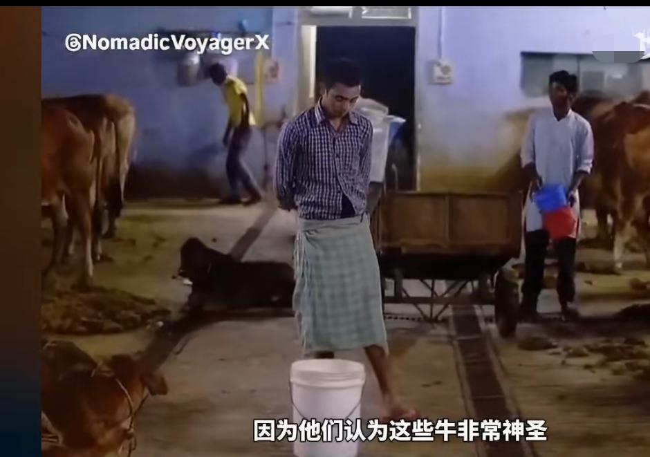 美国人拍的纪录片：印度牛尿被认为是神圣的液体，印度人坚信牛尿有药用价值，甚至已经