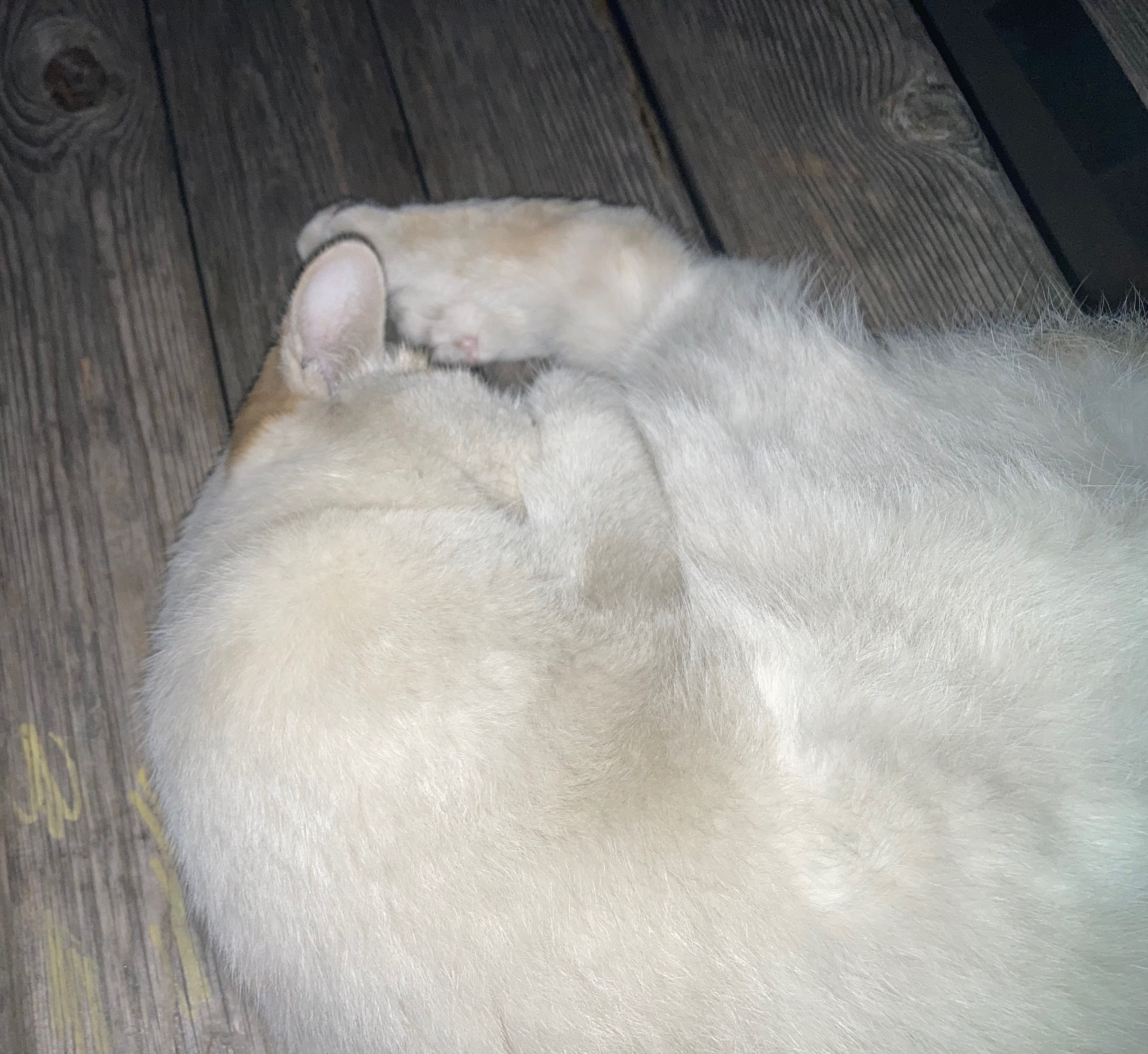猪咪…… 