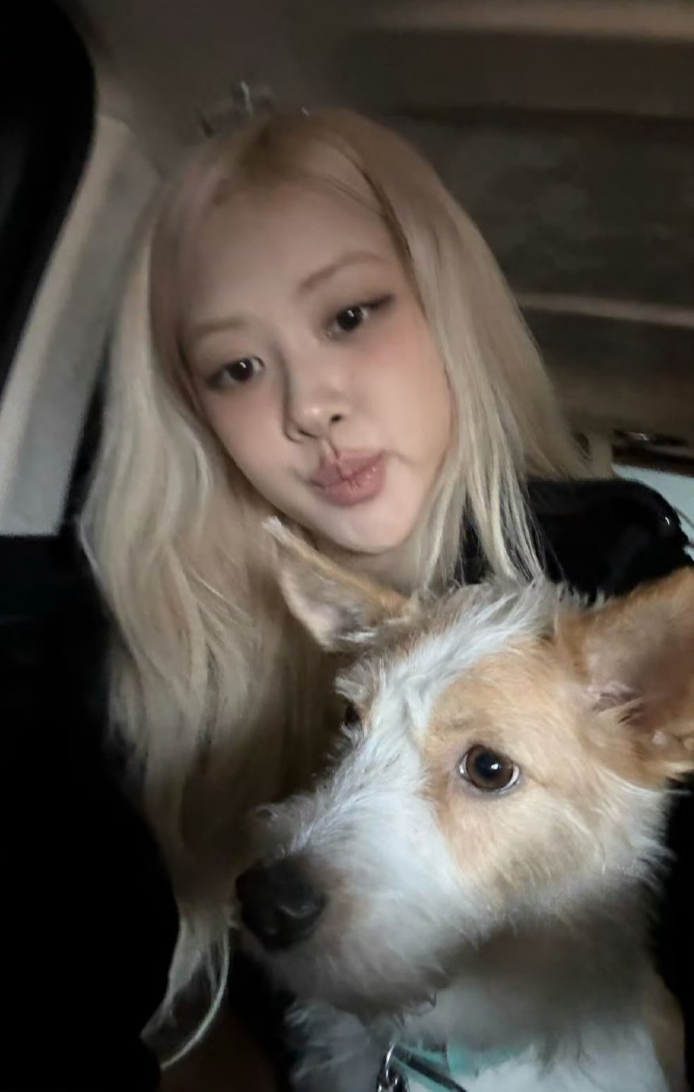 강아지 