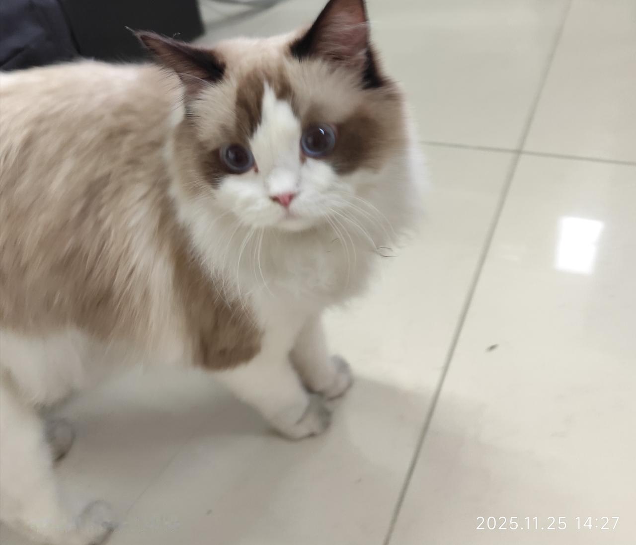 分享我这周有趣的事：买了一箱猕猴桃，又买了几个青苹果放在一起，根本不能催熟，因为