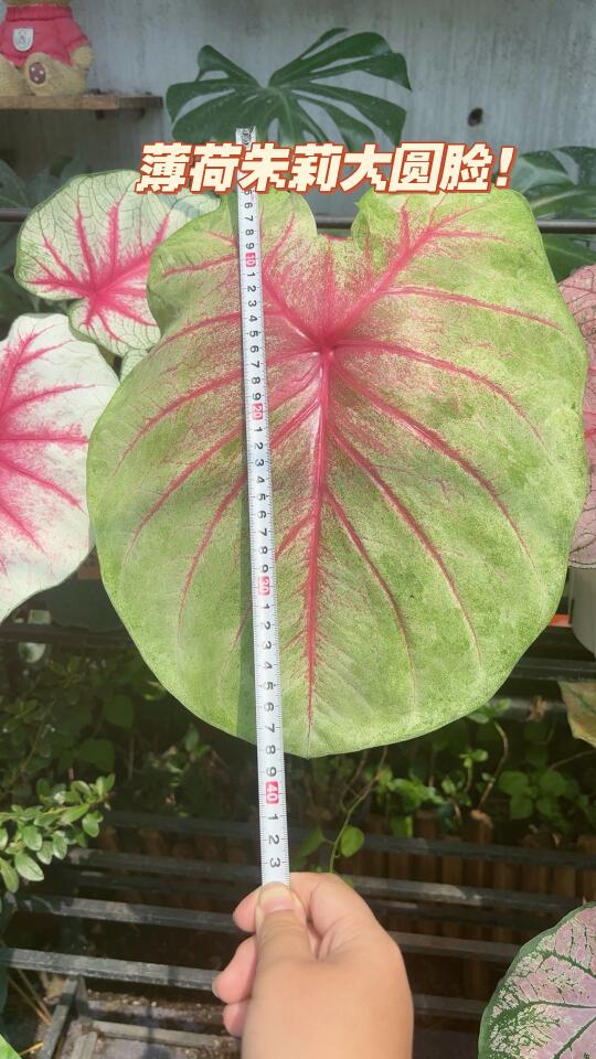 7月22号记录一下彩叶芋