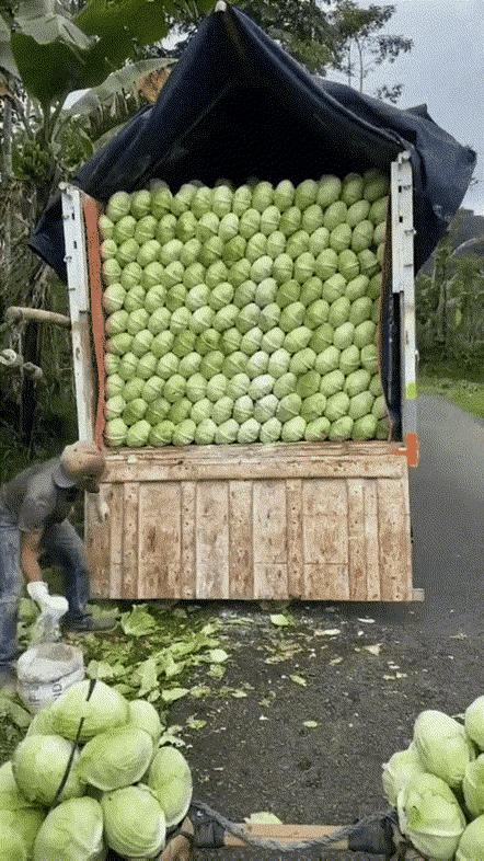 这满满一车菜
菜农正在往上面撒白色的粉末状的东西
这是防腐剂吗？[抠鼻]