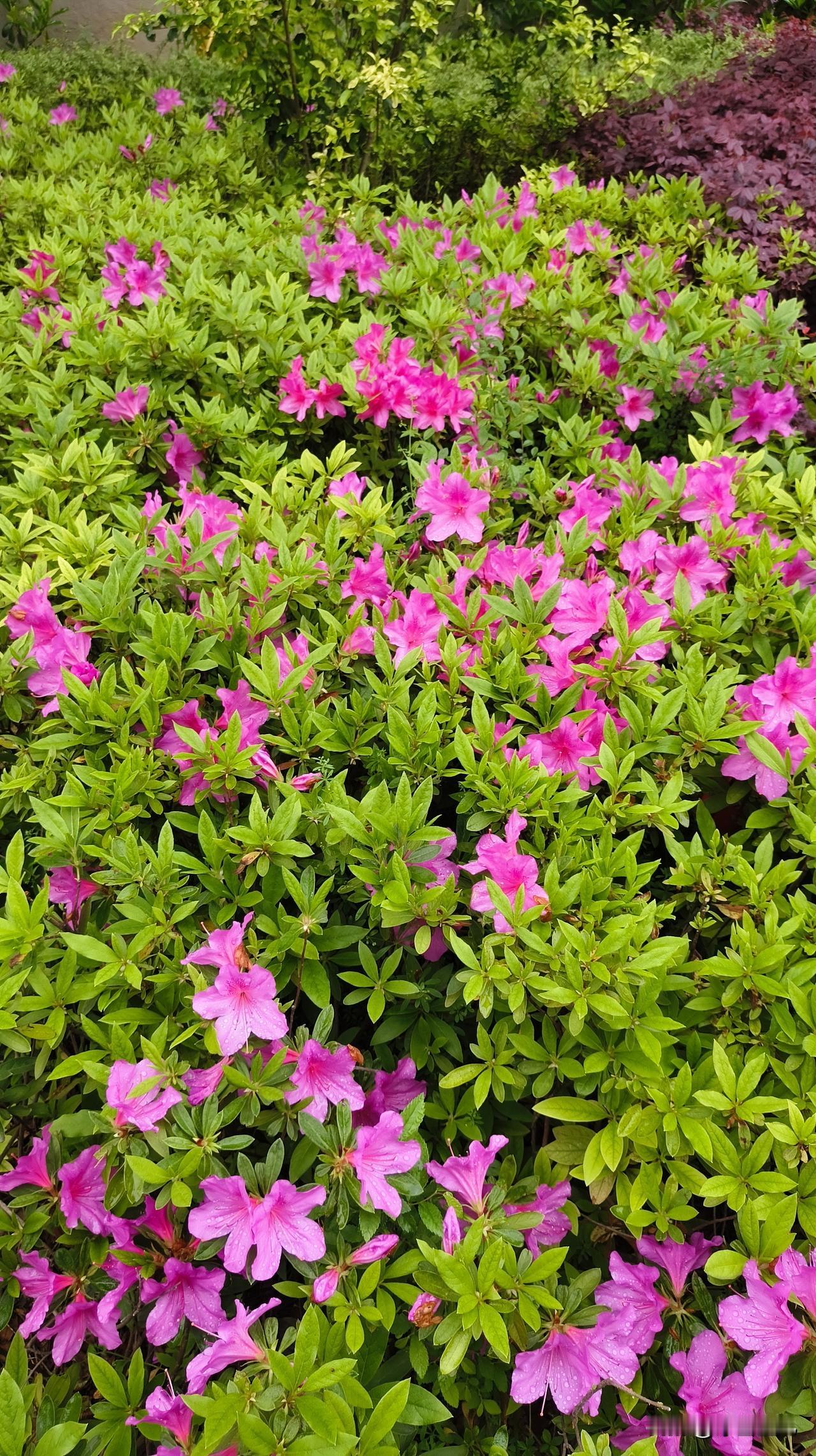 小区里的这片杜鹃花美到了极致，随手拍下。
那杜鹃花红得像燃烧的火焰，粉得似天边的