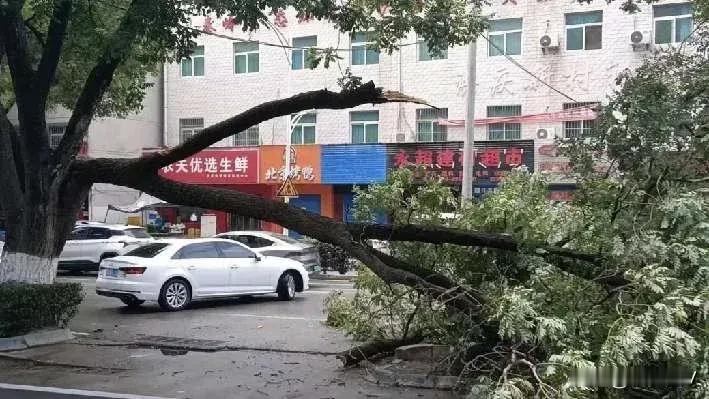 6月25日灞桥区田洪正街行道树突发断枝险情，断裂枝干横亘路面，严重影响交通秩序。