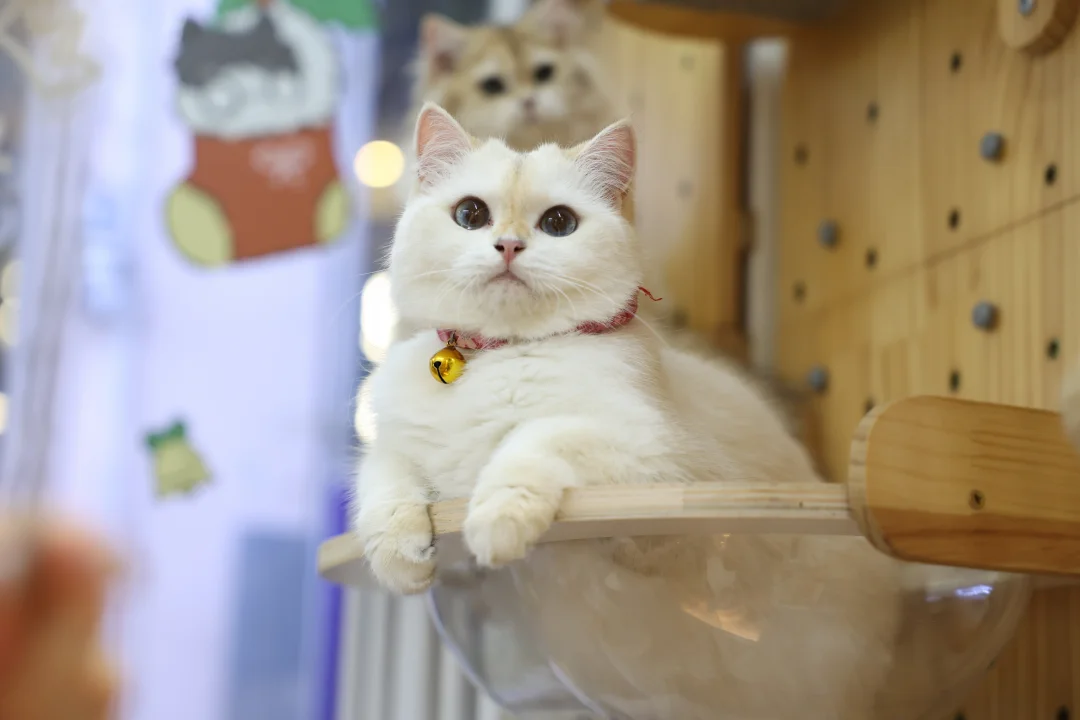 求助：选哪只小猫咪啊