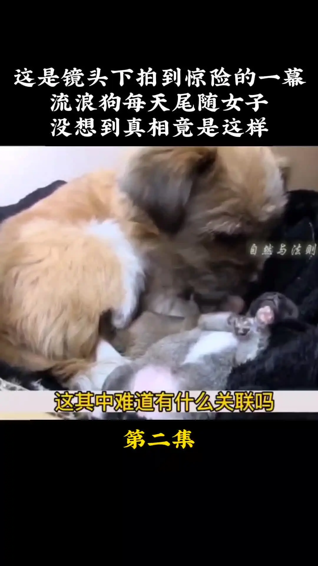 动物世界 动物的迷惑行为 我的观影报告