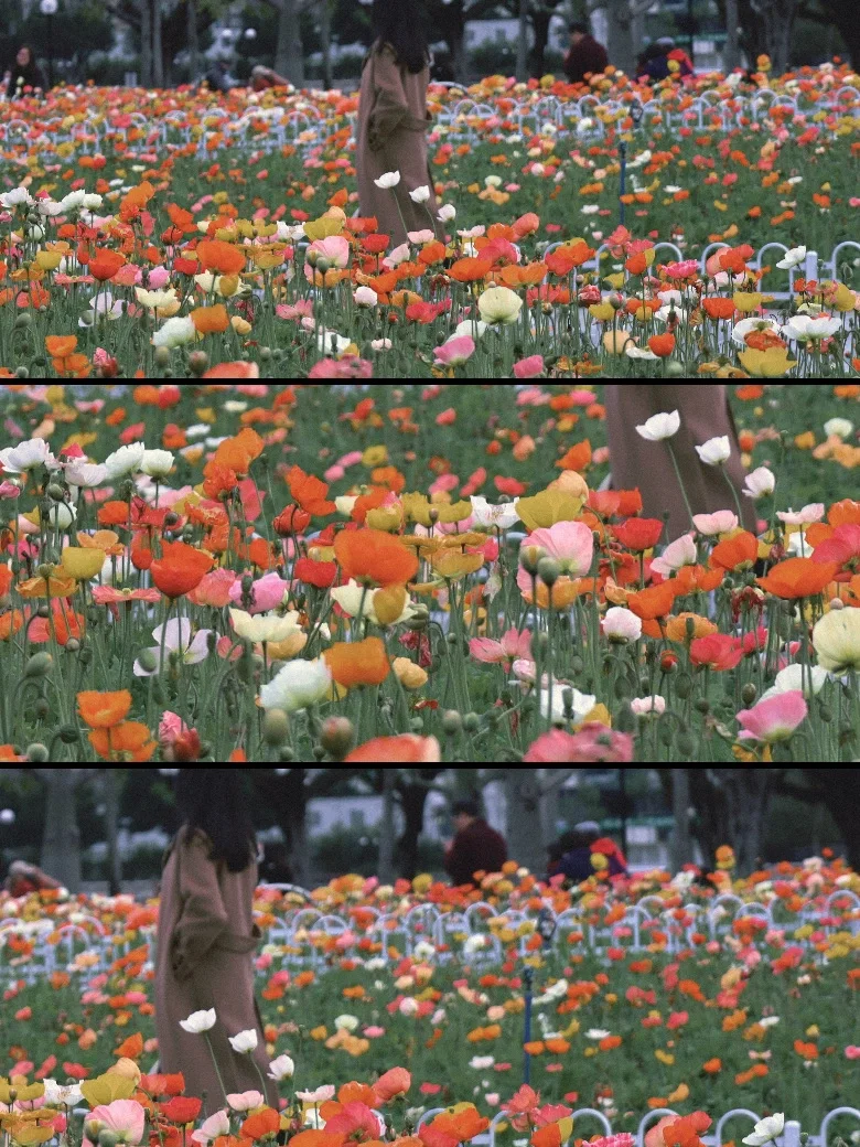 广州藏着个莫奈公园｜虞美人花海💐｜0元拍照