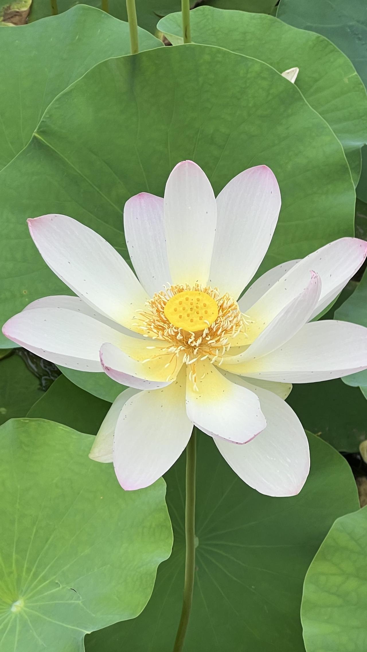 ，濯清涟而不妖是它最真实的写照。这朵荷花清新淡雅、超凡脱俗，大片荷叶衬托着它的美