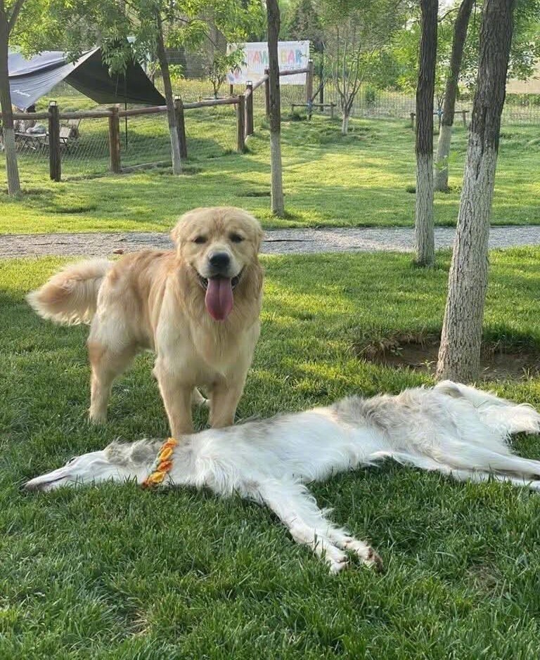 俄罗斯猎狼犬躺下休息的样子在外网爆火，简直像被卡车碾过的柏油路面[笑cry]网友