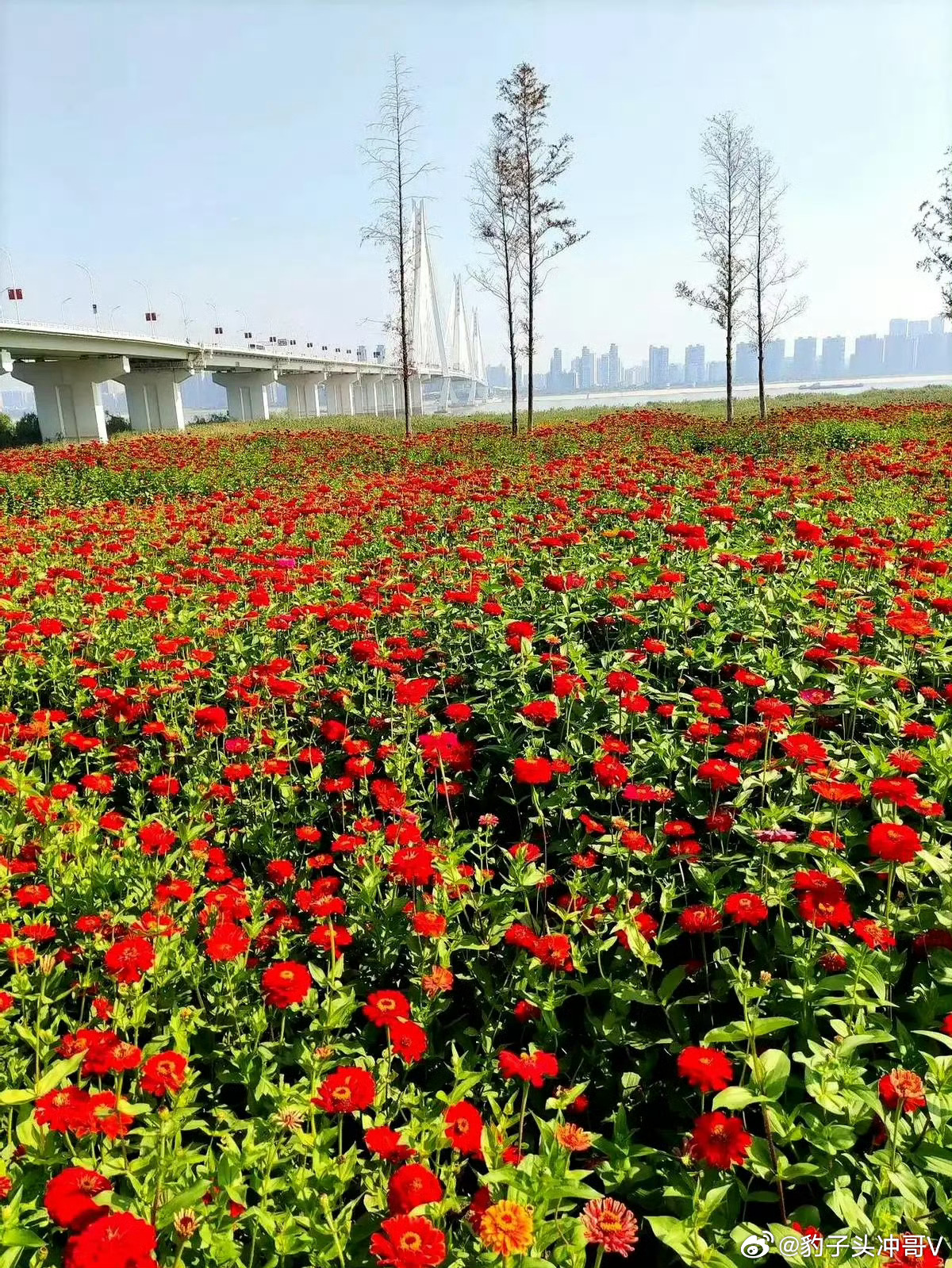 支持我的粉丝们活跃起来，继续为冲哥点赞，转发，评论任意博文，成为冲哥铁粉，你们的