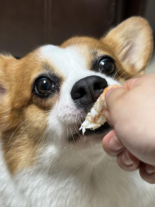 确认过眼神👀是认真干饭的猪猪🐷