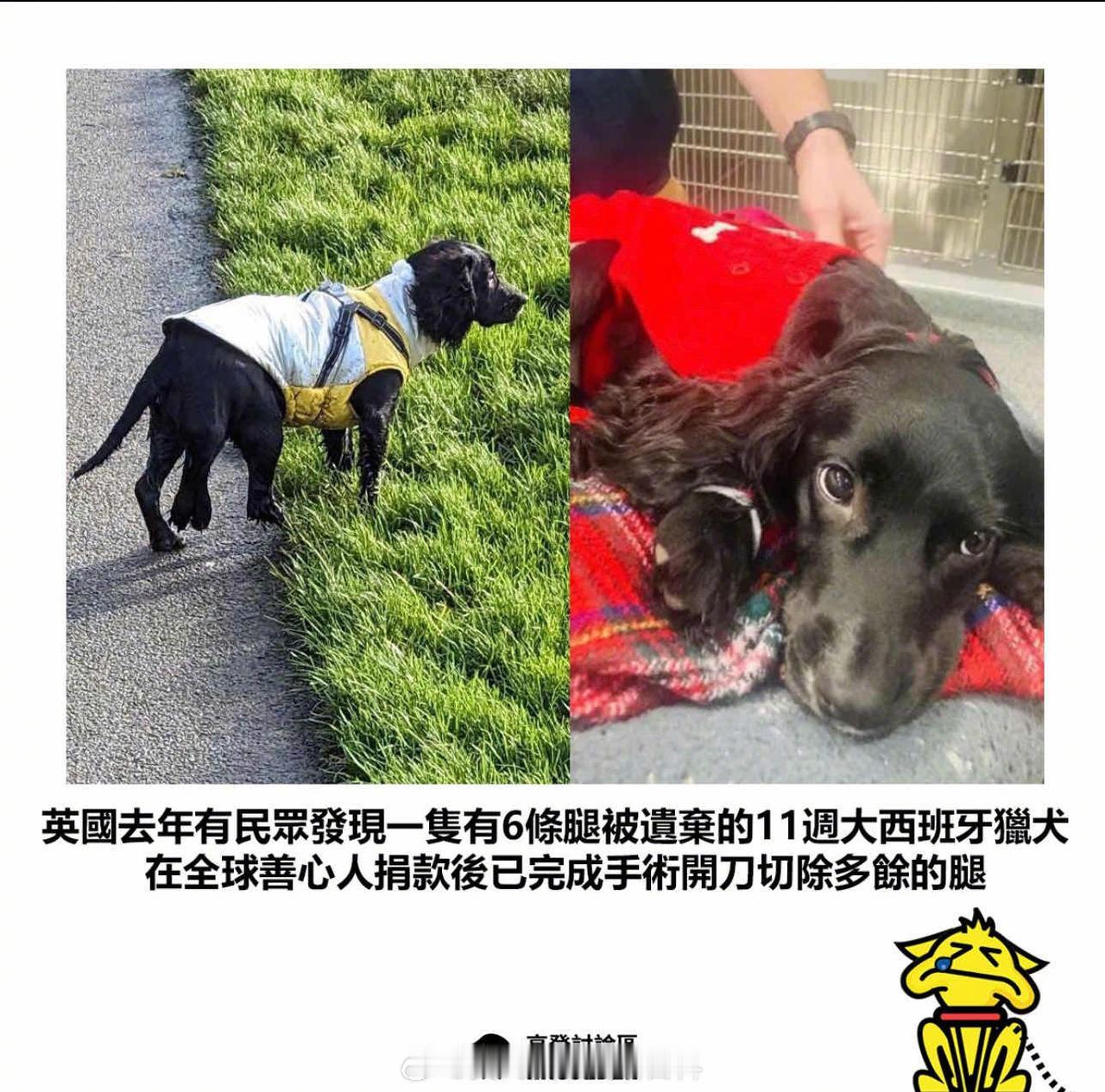 如果我家狗有六条腿，那我肯定不会去切除其中的两条。
我会再给它移植两条腿，这样我