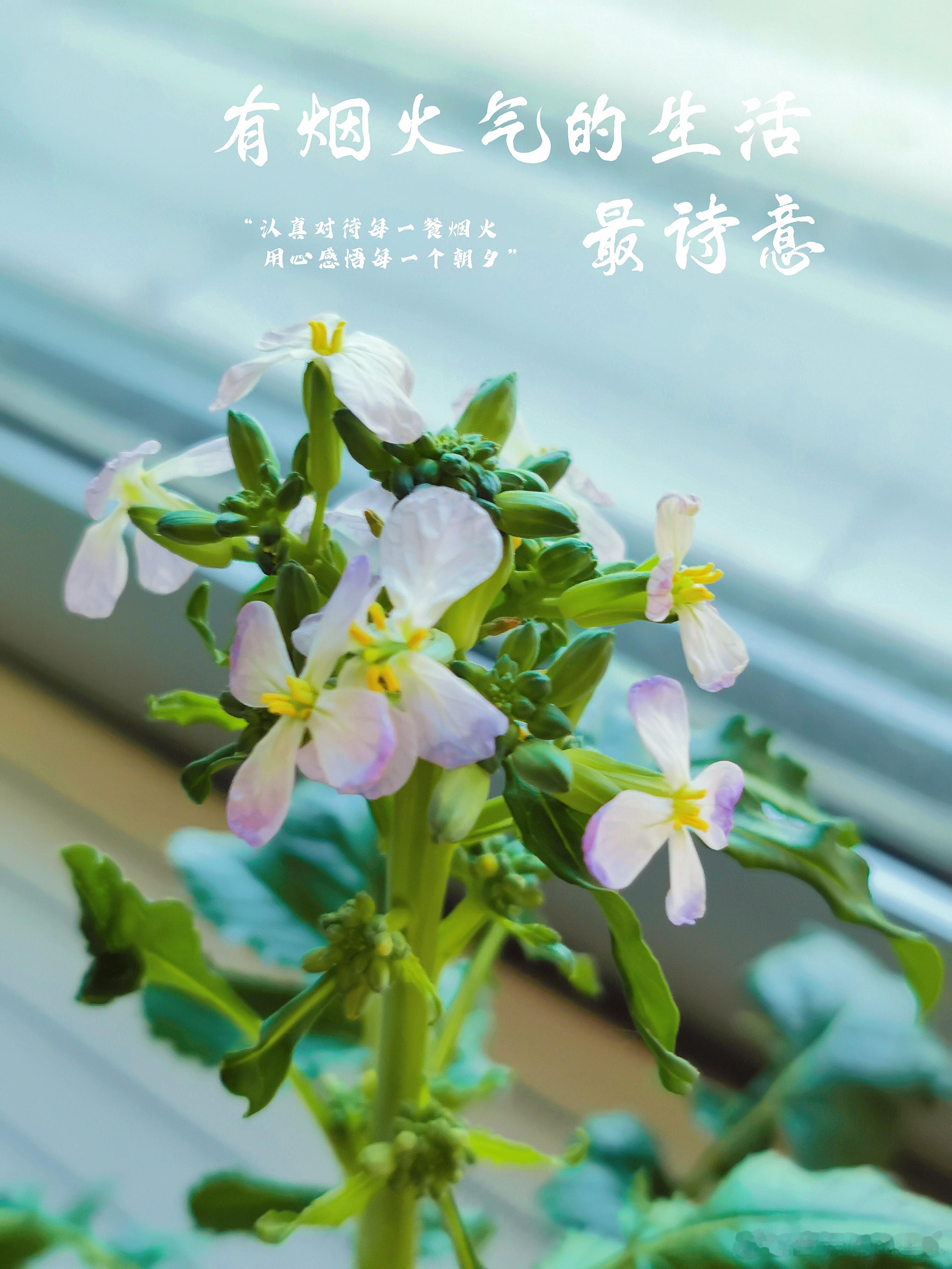 #早安# 最完美的状态，不是你从不失误，而是你从未放弃成长。早上好[鲜花] ​​