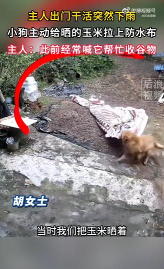 广东河源，一对夫妻将一季收成的玉米摊在院里晾晒后便下地干活，谁料天空骤变、乌云压