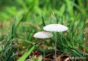 #上联：户户平安辞旧岁，海子求下联#家家欢喜迎新春