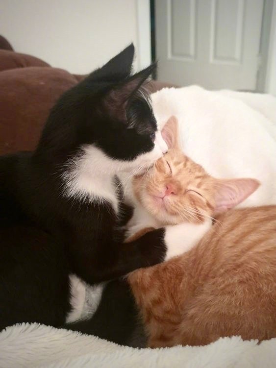 转发这对甜甜的猫，你也马上会拥有甜甜的爱情！ 