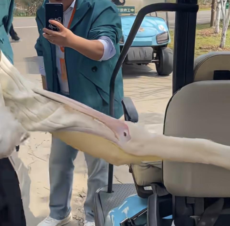 近距离接触！与可爱鹈鹕的亲密互动🦢📸