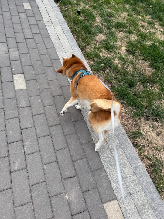 狗：大风是什么？让我出门看看