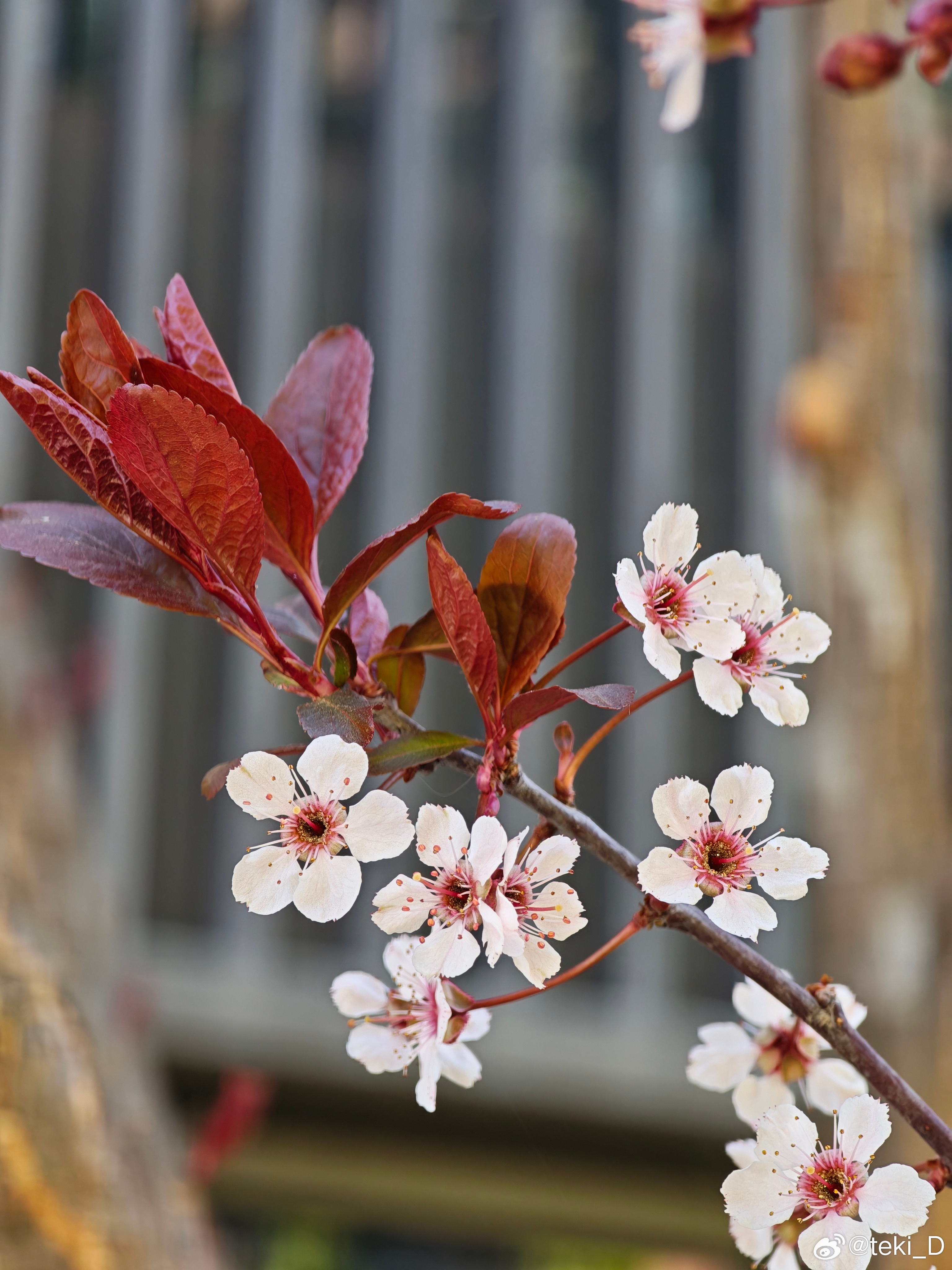 汉马之后第一次跑步，有点力不从心，不过也还好。春天还在呢。昨天看了个视频挺有意思