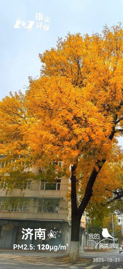 鲁大壮 枫树。蔚蓝地图实景。2025年10月31日11点，济南市，雾，14℃，湿