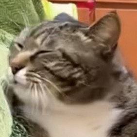 小猫被小主人一顿教育 咪：住口！！！！！！！ 