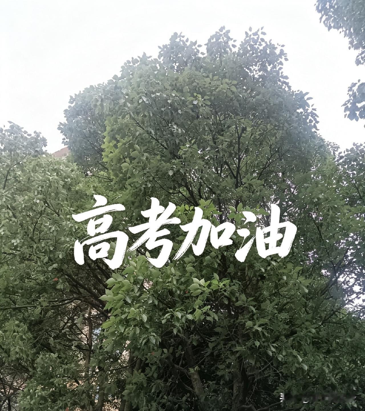 上学的日子值得怀念，那段简简单单的上学时光，不用操心生活琐事，每天只需要奔赴教室