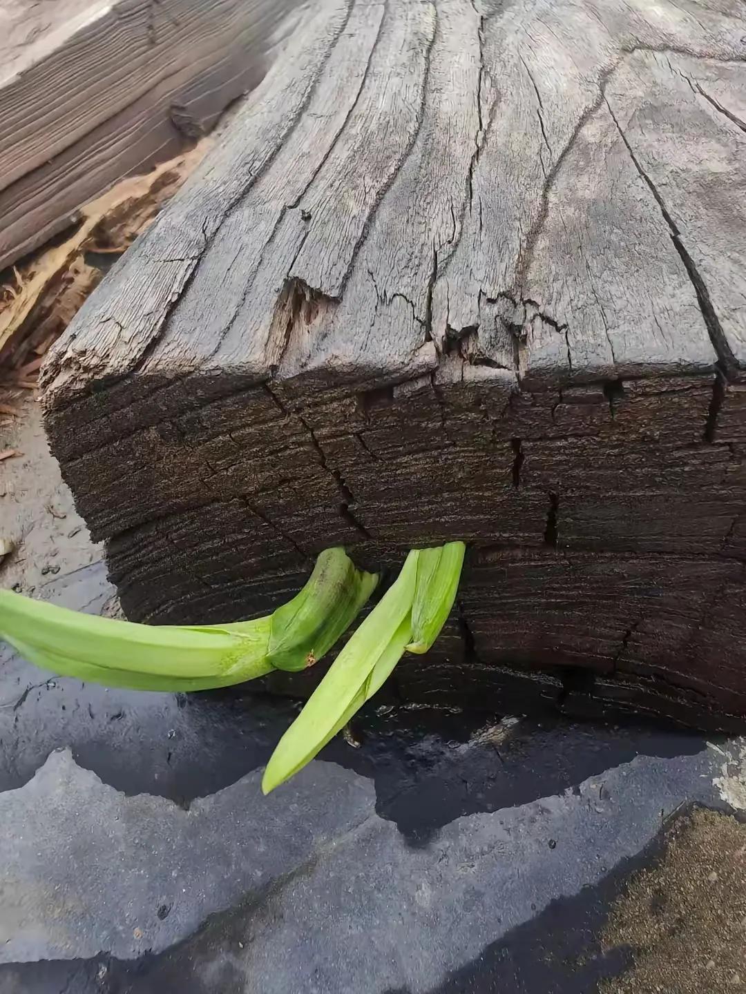 上联：朽木发芽难一见；
下联：？？？