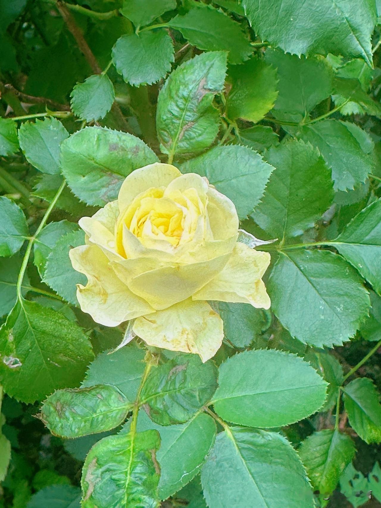 清新淡雅的黄色月季，绽放在绿叶丛中，宛如春日里的温暖阳光。🌸🌿