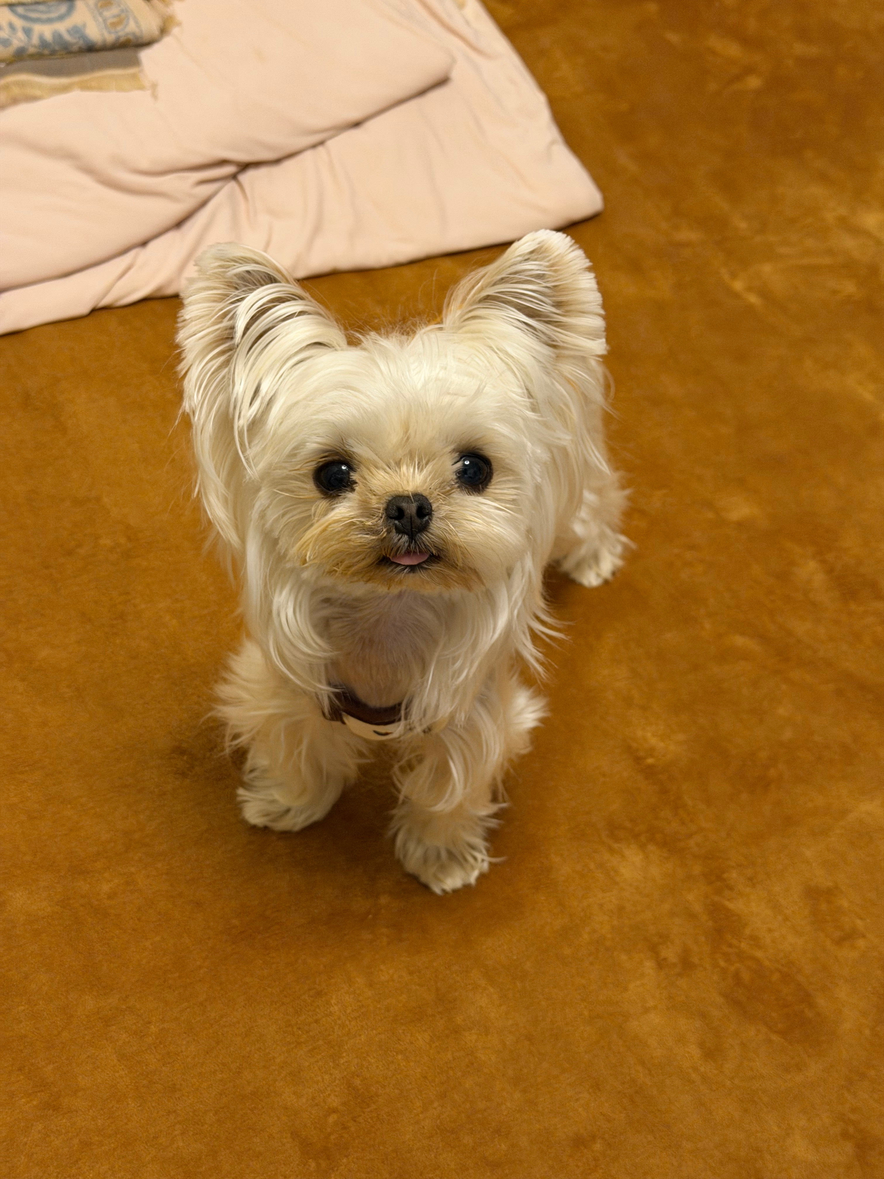 妈啊感觉换狗了太牛了 