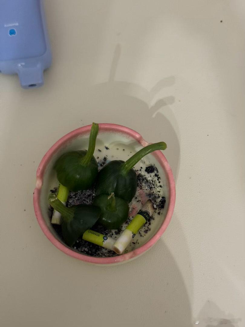和小鸟减肥一起怒吃了四根黄瓜（我只吃了一根 