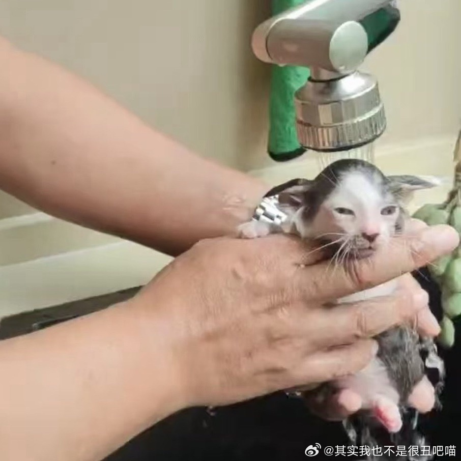 49902【丑猫】童靴去心理咨询室拍的多比小精灵 