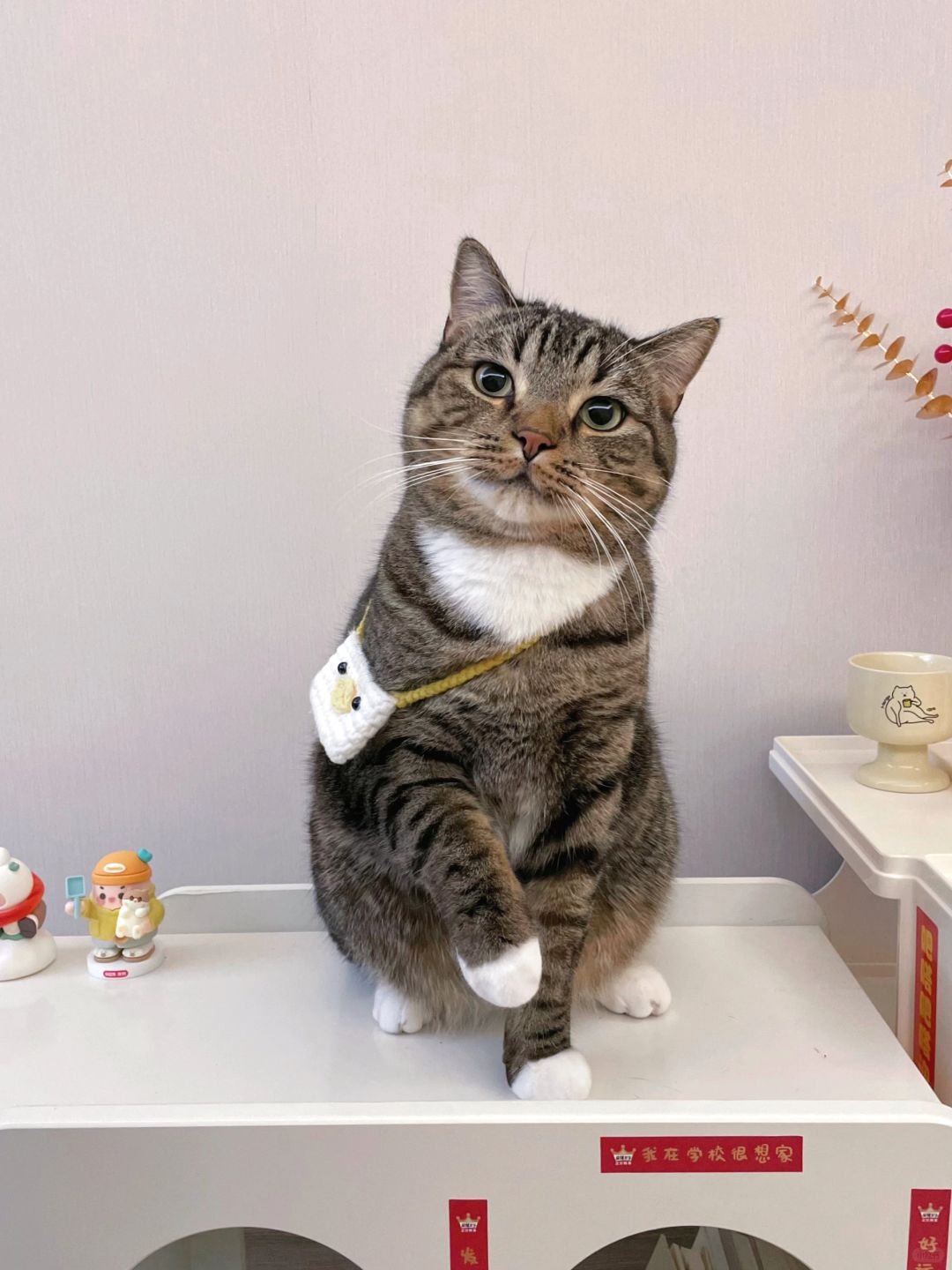 我家猫总抬着一只jio是为什么啊？