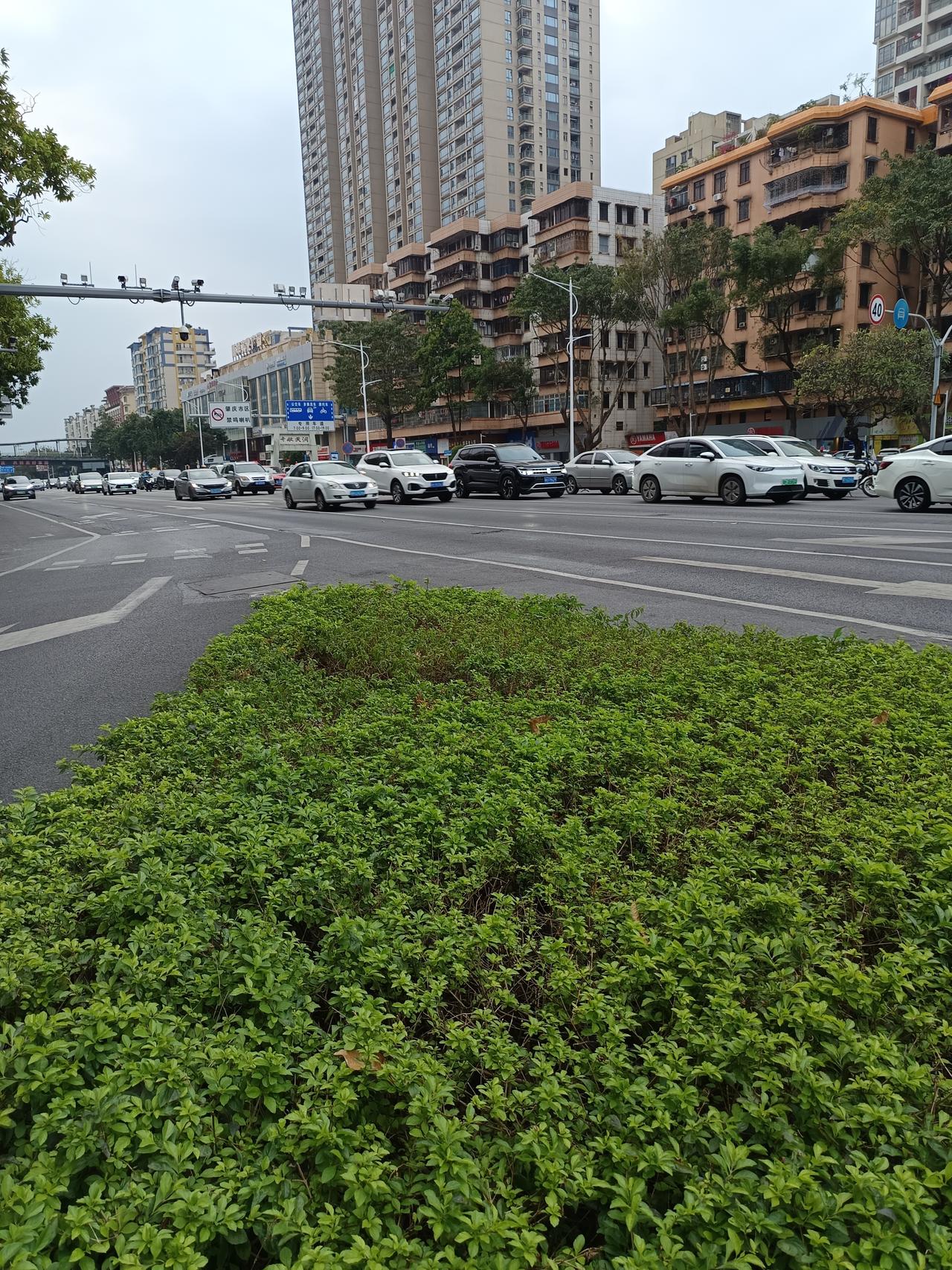 为什么肇庆是5a级风景区
节假日却依然人数这么低呢


你敢相信吗？今天是元旦。