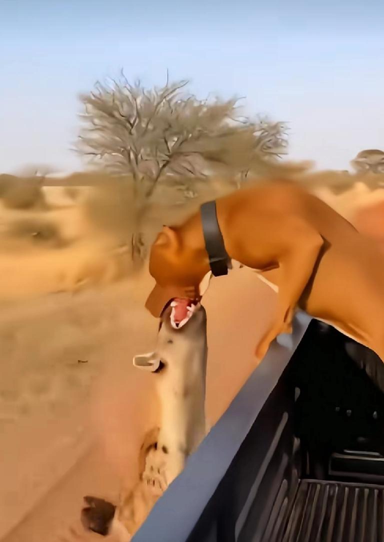 在非洲，
一辆皮卡车带着一个比特犬。
一只猎狗看到上前主动去撕咬。
比特犬顺势也