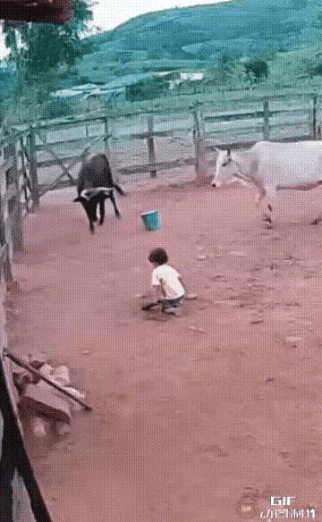 看看白牛抬腿护孩子的动作，让人感动啊，一个牛都知道保护孩子，从没见过，真的让人敬
