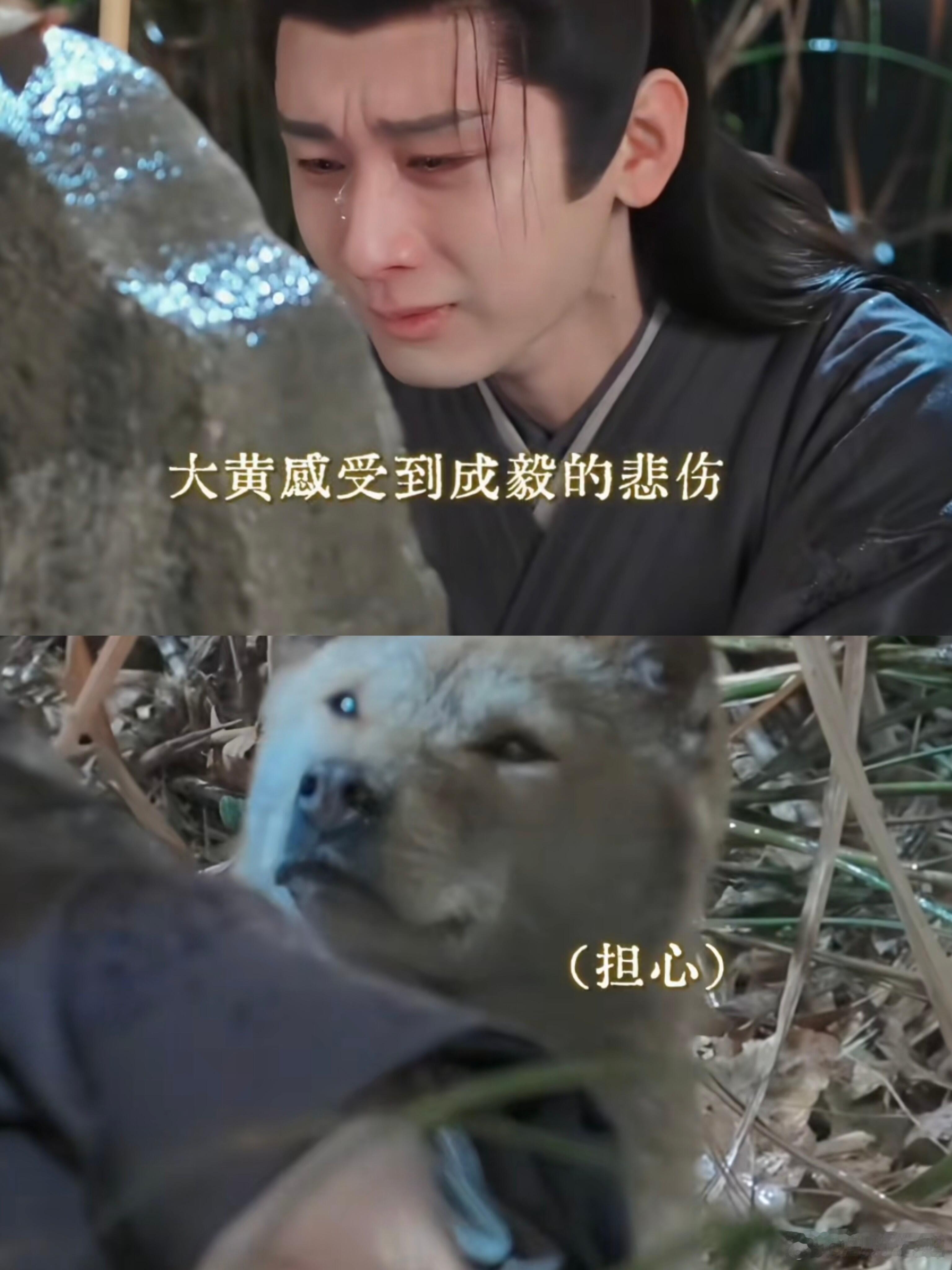 这剧咋连狗都有演技 谁能拒绝一只演技好又暖心的小狗啊，大黄在《长安二十四计》里的