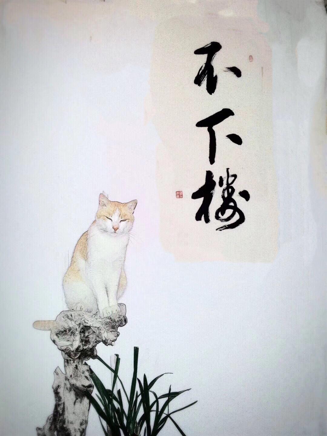 爱猫图