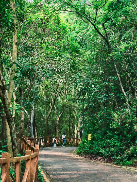 深圳这条森林绿道我可以走一万次🍃
