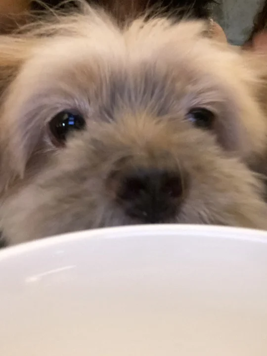 闻起来是狗饭也是软饭