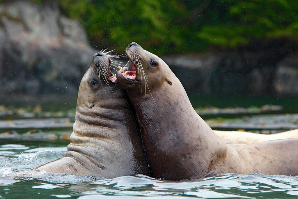 日本一无人岛密密麻麻都是北海狮就这一个岛？我觉得核心四岛最好都是北海狮，这样的话