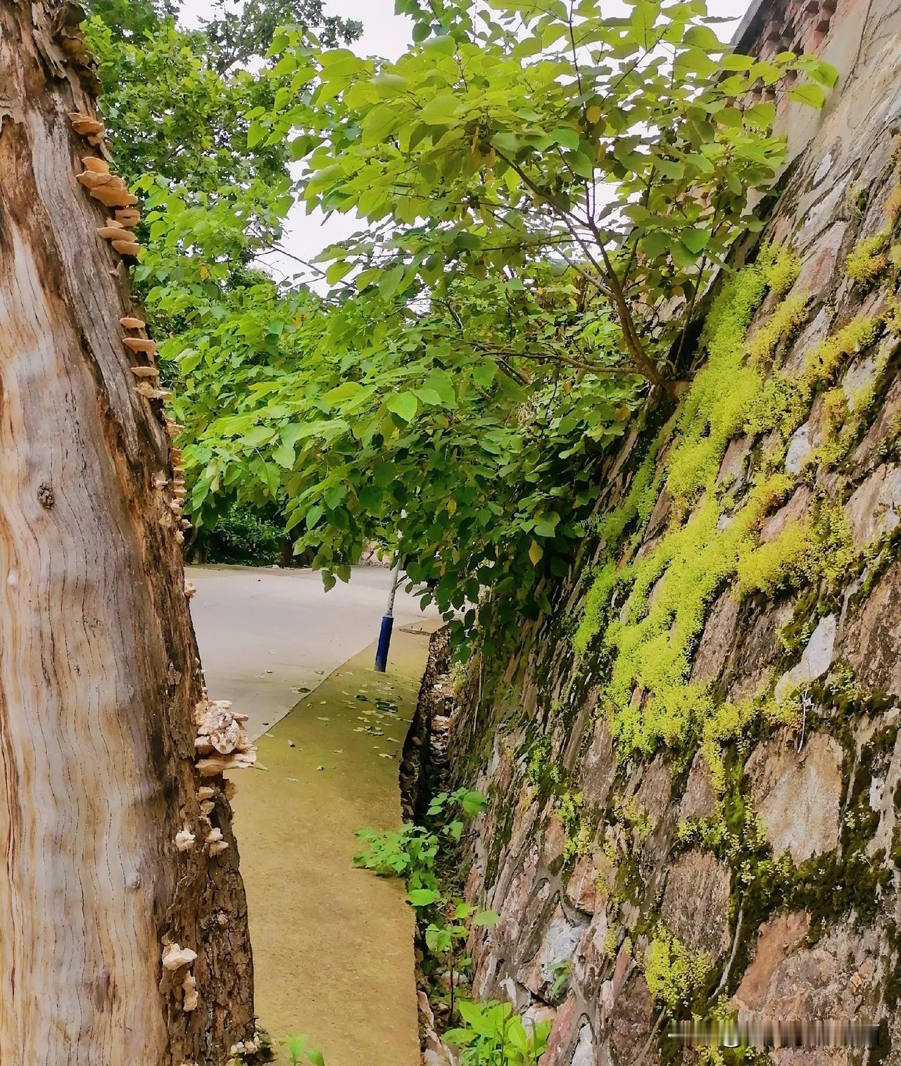 《枯树和石墙（李林摄于汉中城固）》