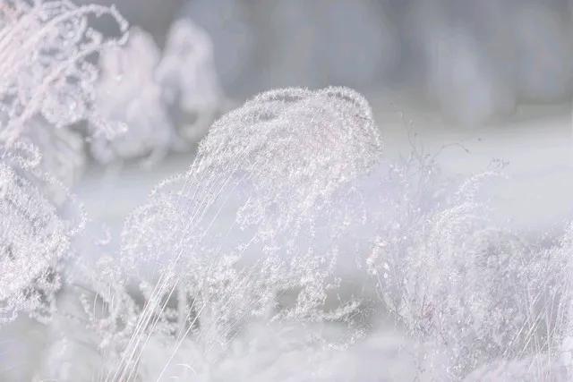 荏苒流光岁欲残，
霜风冽冽透重峦。
枝头素蕊迎新腊，
梅舞白雪接大年，意境真美！