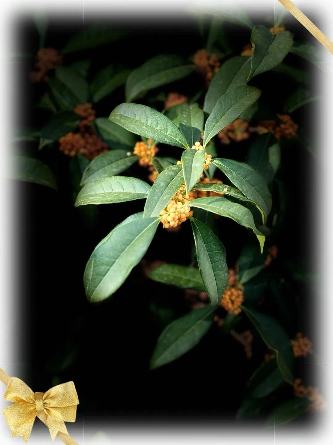 我养的桂花长疯了，满院飘香。[笑脸][玫瑰]