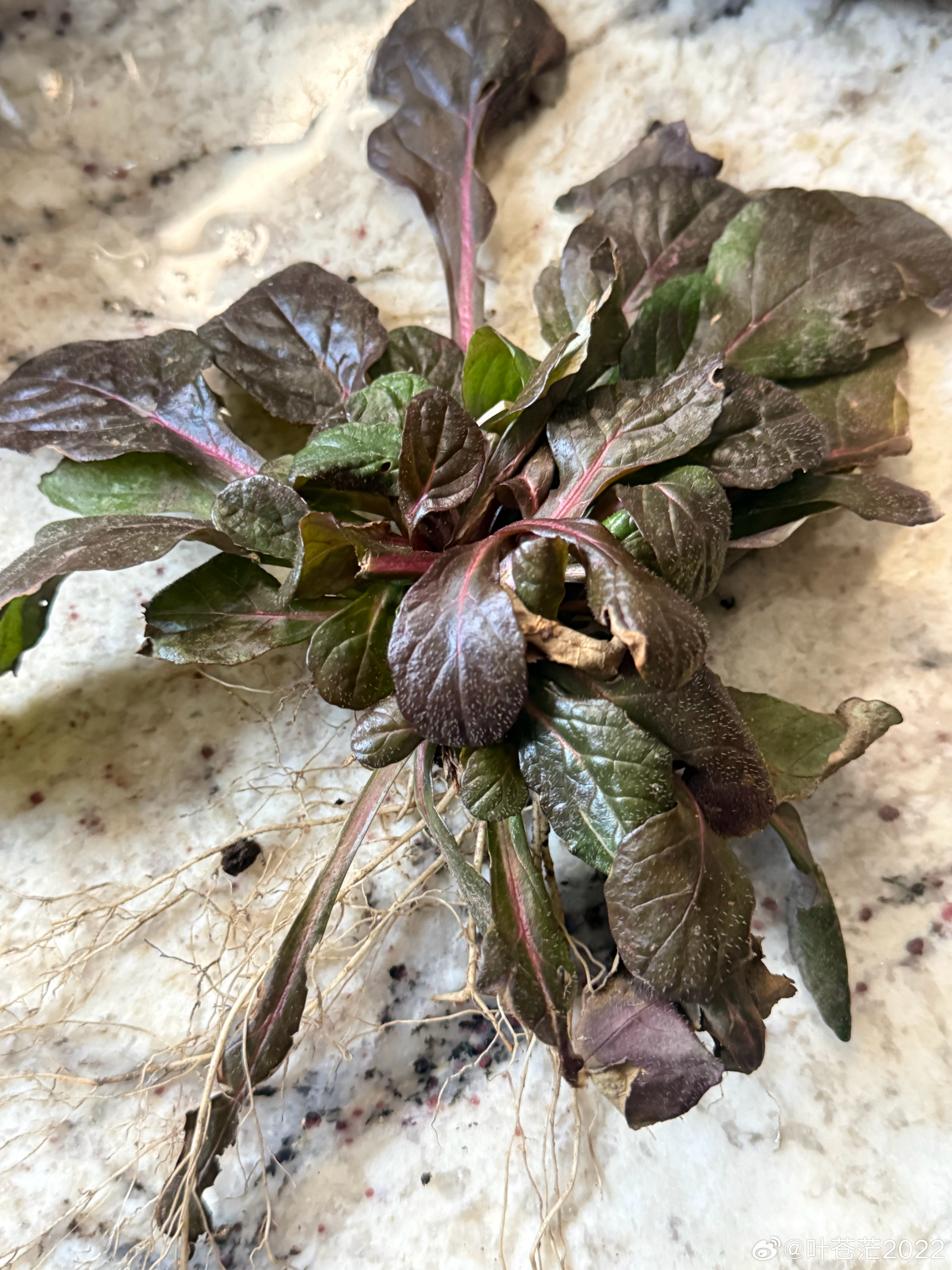 冰雪刚刚消融，其他的植物还在苏醒萌发中，这玩意儿已经在院子里成熟了一大片。我用小