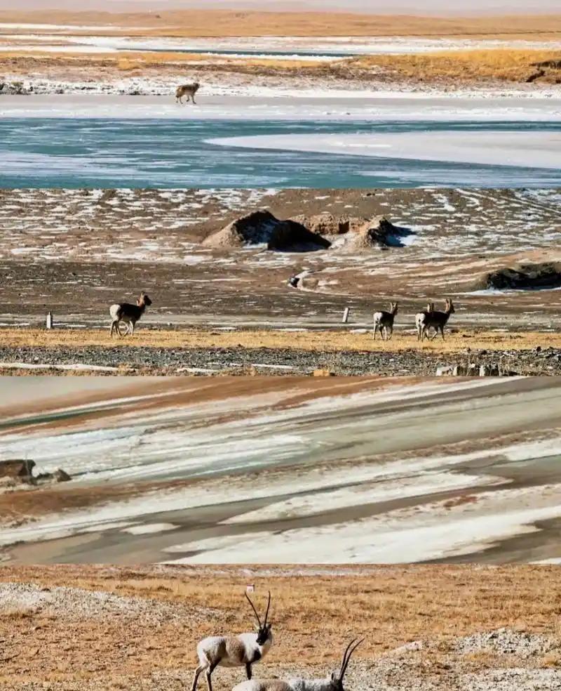 牧民开始抱怨。藏羚羊太多了。多到什么程度？青藏公路上，浩浩荡荡的羊群，能把车队堵