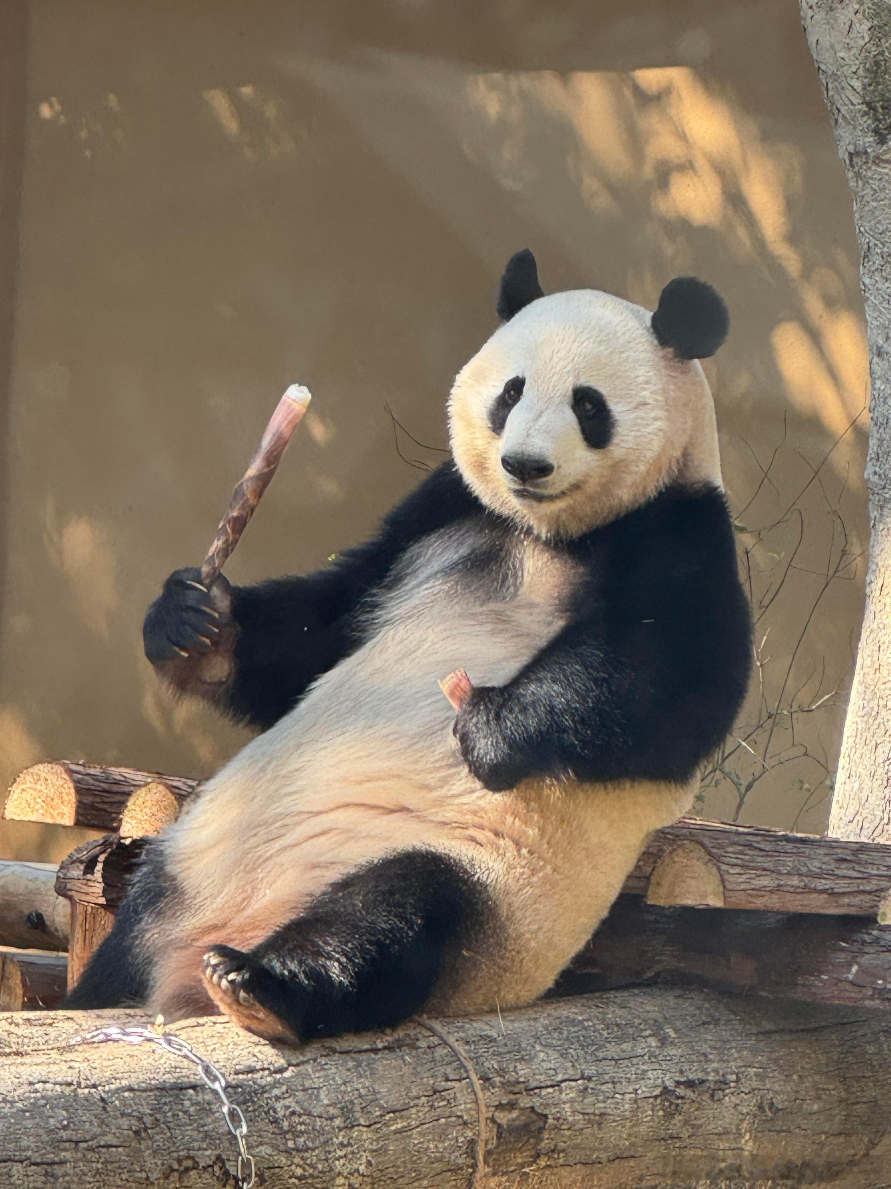 可爱的香果妹妹六岁了，生日快乐，希望你在潘达星一切都好 